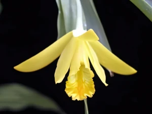 Bild von Euchile citrina 2